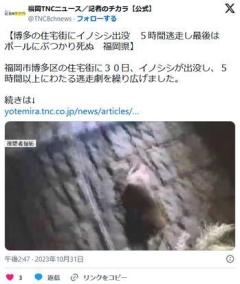 【福岡】住宅街にイノシシ出没5時間逃走しポールにぶつかり死ぬのイメージ画像